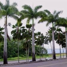 Image result for Roystonea oleracea