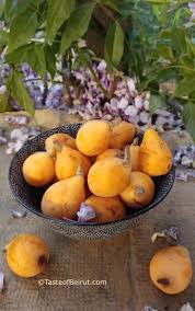 Check spelling or type a new query. Loquat Fruit Taste Of Beirut