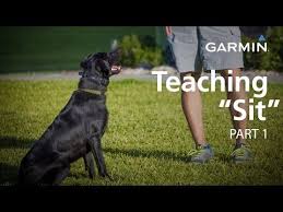 E Collar Training With Garmin Teaching Sit Part 1 Youtube E Collar Training Teaching Dog Trainer