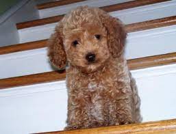 Mars Petcare Pedigree Whiskas Cesar Nutro Royal Canin Banfield The Pet Hospital And More Mars Puppies Fancy Dog Pets