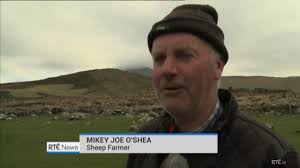 Irish Farmers Lose Their Sheep Mad Accent Youtube Less than 10 months ago. irish farmers lose their sheep mad accent
