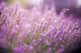 14 Things Every Lavender Lover Should Know