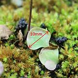 Image result for Utricularia appendiculata