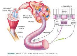 Structure Of Skeletal Muscle Fibers