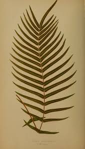 Image result for Pteris burtonii