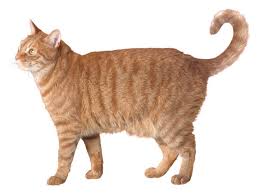The ears should be large but these are not the excessively large ears of some cats, after all everything should. Australian Mist Domesticated Kings