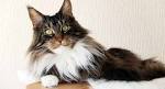 List of cat breeds - Wikipedia