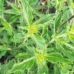 Image result for Otomeria