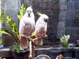 Burung kakatua bisa bicara dengan manusia wow kereeenn. Cara Menjinakkan Burung Kakaktua Jambul Kuning Peliharaan