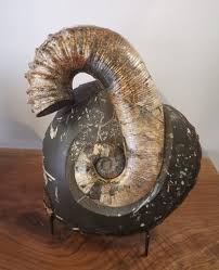 About 53% of these are crystal crafts, 1% are sculptures. Ammonite Fossils For Sale Shop Our Collection Fossil Realm