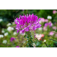 Image result for Cleome spinosa