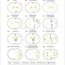This is called furrowing because a cleavage furrow forms between the two halves of the cell. Geometrical Conditions Supporting Cleavage Furrow Formation In C Download Scientific Diagram