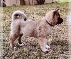 View Ad Akita Litter Of Puppies For Sale Near Texas Mission Usa Adn 169208