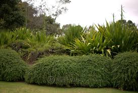 Image result for Melaleuca hypericifolia