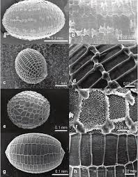 Image result for Eriocaulon setaceum