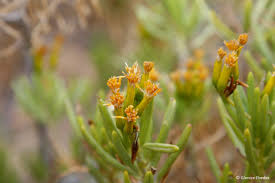 Image result for Senecio speciosus