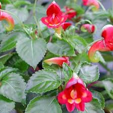 Image result for Impatiens keilii