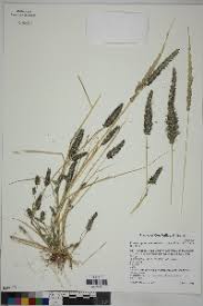 Image result for Enneapogon cenchroides