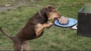Resultado de imagen para A dog's way home detras de camaras