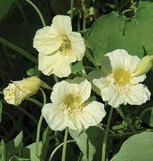 Check Out The Deal On Nasturtium Tropaoleum Milkmaid 250 Seeds At Hazzard S Seeds Nasturtium Flower Garden Flowers