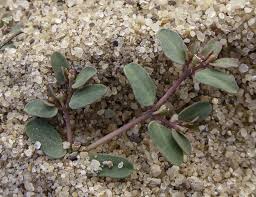 Image result for Euphorbia granulata