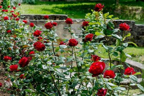 The best red roses to grow