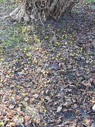 Forster Garten Im Winter Es Wird Durchgebluht Picture Of Karl Foerster Garten Bornim Tripadvisor