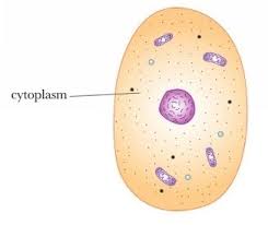 Cytoplasm Human Anatomy And Physiology Anatomy And Physiology Plant And Animal Cells