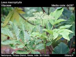 Image result for Vitaceae
