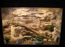 C811c074621293933d28f86286620b40 Jpg 736 541 Pixels Reptile Terrarium Bearded Dragon Terrarium