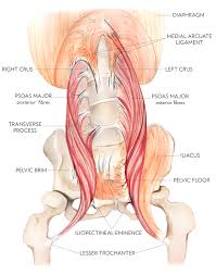 Possible causes of lower back and hip pain include sprains, strains, and a herniated disk. Psoas Major Part I Hip Flexor Or Lumbar Stabilizer