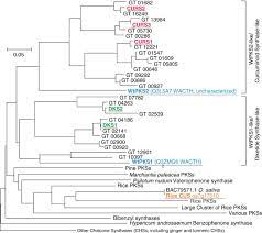 Maybe you would like to learn more about one of these? Ginger And Turmeric Pkss That Are Not Bona Fide Chalcone Synthases Download Scientific Diagram