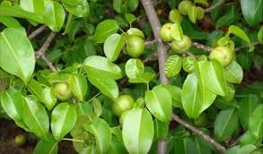 Image result for manchineel tree