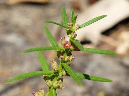 Image result for Ammannia prieuriana
