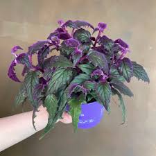 Image result for Gynura