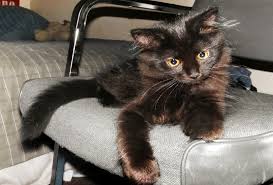 Check spelling or type a new query. Chantilly Tiffany Cat Breed Info Pictures Traits Excited Cats