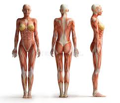 The human body contains five organs that are considered vital for survival. Female Anatomy View Front Back And Side Female Anatomy View Aff View Anatomy Female Female Si Anatomy Images Human Anatomy Picture Female Anatomy
