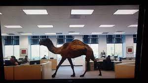 In our latest commercial campaigns, we remind you that geico is about more than just saving money on car insurance. Geico Hump Day Camel Commerical Youtube