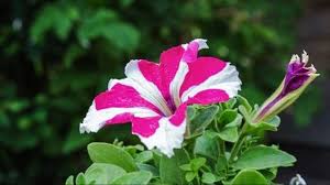 Users may also simply type in a zip code and find the hardiness zone for that area. This Is When You Should Plant Your Garden This Year In Metro Atlanta 11alive Com