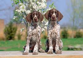 Check spelling or type a new query. 404 Page Not Found Kimballstock Pointer Puppies German Shorthaired Pointer German Pointer Puppy