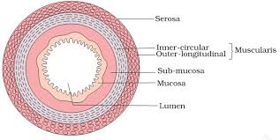 Check spelling or type a new query. Draw A Well Labelled Diagram Of The Section Of The Gut From Biology Digestion And Absorption Class 11 Haryana Board English Medium
