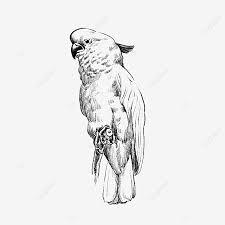 Check spelling or type a new query. Gambar Elemen Lakaran Tangan Burung Tropika Burung Beo Hitam Dan Putih Burung Kakak Tua Burung Png Dan Psd Untuk Muat Turun Percuma