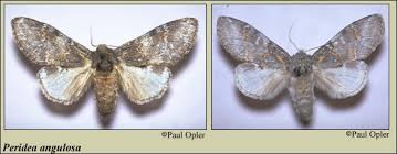 Image result for Pellaea angulosa