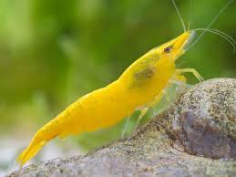 Yellow Fire Shrimp In 2020 Cherry Shrimp Betta Fish Types Freshwater Aquarium Shrimp