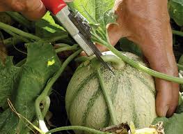 5 Secrets Pour Des Melons Delicieux Conseils De Culture