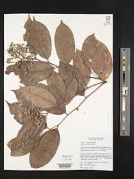 Image result for Maranthes