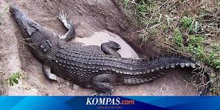 Maybe you would like to learn more about one of these? Hiiii Ada Buaya Dalam Bagasi Pesawat