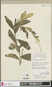 Image result for Vernonia guineensis