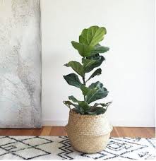 Natural Handwoven Black Sea Grass Baskets Known As Belly Baskets They Are Flexible Foldable And Incredibly Sturdy Making Plant Decor Plants Plant Basket