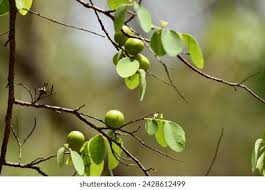 Image result for Cleistanthus schlechteri
